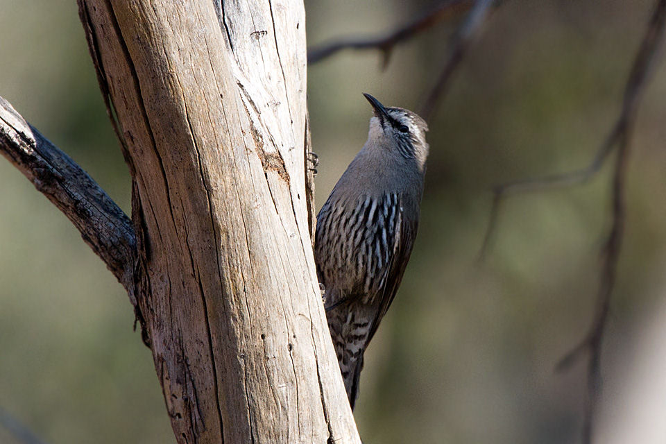 White-browed Treecreeper (Climacteris affinis)